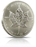 Silver Maple